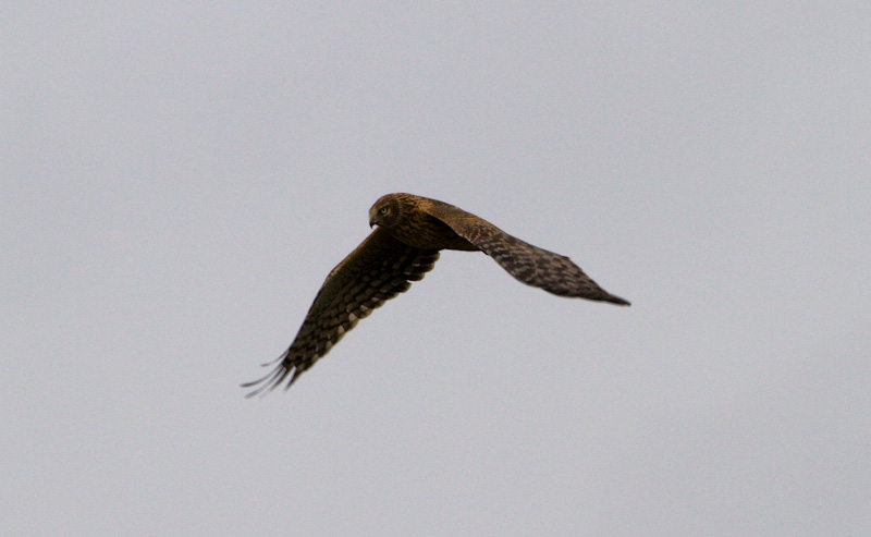 Northern Harrier In Flight